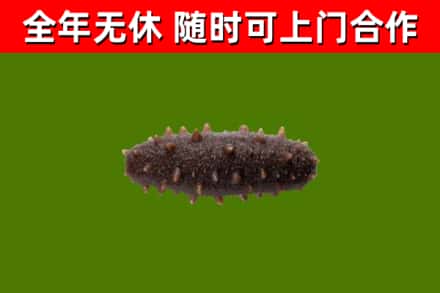 建瓯市烟酒回收干海参.jpg